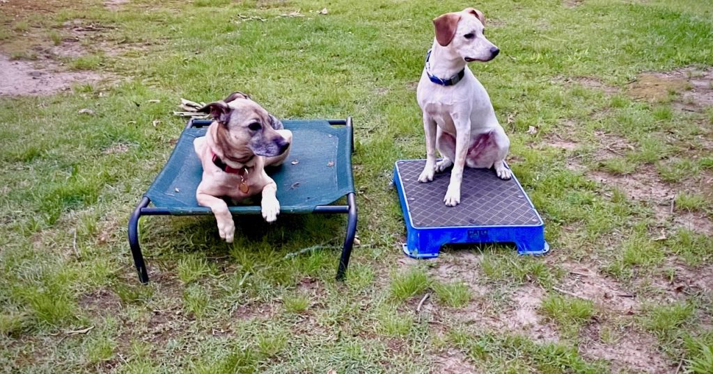 animal training center in Syracuse
